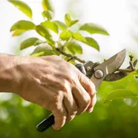 بازسازی فضای سبز