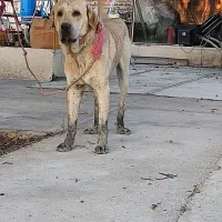 گمشده
