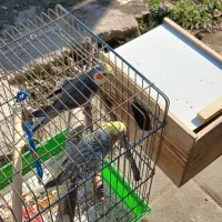 جفت عروس هلندی با چهارتا تخم|پرنده|فومن, |دیوار