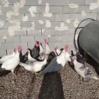 بقلمون|حیوانات مزرعه|بانش, |دیوار