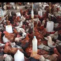 مرغ تخمگذار