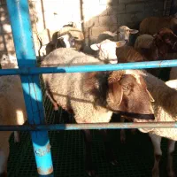 گوسفند دوقلوها با دو بره ماده وگوسفندابستن|حیوانات مزرعه|شیرگاه, |دیوار