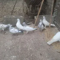 ۷عدد کفتر|پرنده|رشت, حافظ آباد|دیوار