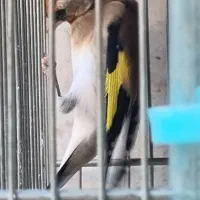 جوجه امسالی سهره|پرنده|تهران, مقدم|دیوار