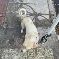 اشتپیز پامر