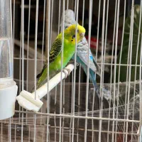 مرغ عشق سالم و جوان|پرنده|مشهد, شفا|دیوار