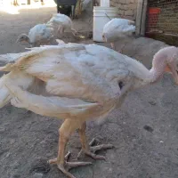 بوقلمون بیوتی نژاد درجه یک