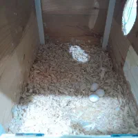 جفت مولد روی تخم و عروس دستی|پرنده|مشهد, شهید علی محمدی|دیوار