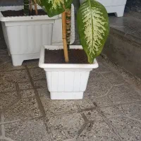گل دیفن|گل و گیاه طبیعی|اردبیل, |دیوار