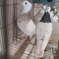 کبوتر طوقی|پرنده|دره شهر, |دیوار