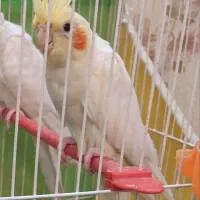 عروس هلندی لوتینوماده