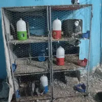 قفس پرنده  ۵ملیون شیش طبقه