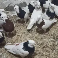 پرنده|پرنده|خنج, |دیوار