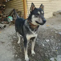 واگذاری سگ نژاد گرگی چهار چشم