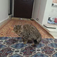 فروش و واگذاری گربه 7ماه «نر»|گربه|زنجان, |دیوار