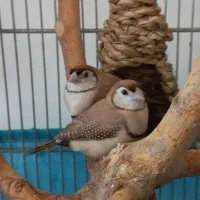 فنچ جغدی ماده.مولد با جوجه