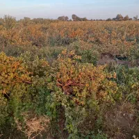 اجاره باغ|اجارهٔ دفتر صنعتی، کشاورزی، تجاری|دشتابی, |دیوار