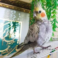 معاوضه عروس هلندی با ماهی آکواریوم