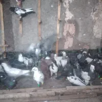 کفتر بمب به زمانت ضووخوردی