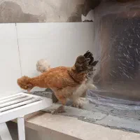 جوجه مرغ و خروس سلطان|حیوانات مزرعه|قم, وادی السلام|دیوار