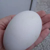 تخم قوغاز اکراینی تازه و نطفه دار