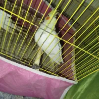 طوطی عروس هلندی|پرنده|بندر ماهشهر, |دیوار