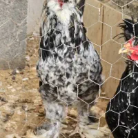 خروس سلطان اعلا