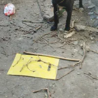 سگ نر پا کوتاه