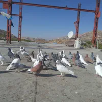 ۴۰عدد کبوتر فروشی