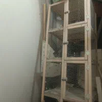 جفت گاه کبوتر