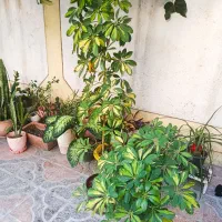 دو عدد گل زیبا|گل و گیاه طبیعی|شیراز, تحویلی|دیوار