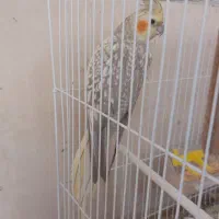 عروس هلندی مرواریدی ماده سینه پر