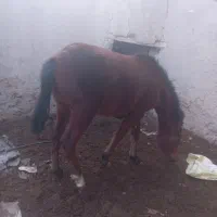 اسب|اسب و تجهیزات اسب‌سواری|کمیجان, |دیوار