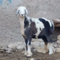 بز آبستن(شیشک میش بز پازن)
