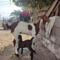 فروش بز کهره دار با ده تا کهره