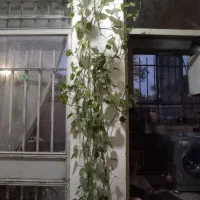 گیاه پتوس سبز