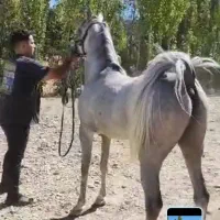 نریان عرب دوسر خارجی پدر سیف الریان مادر واردا.تی|اسب و تجهیزات اسب‌سواری|همدان, |دیوار