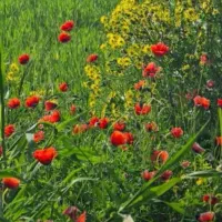 زمین-کشاورزی-25000متر-بند-سراجی