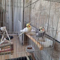 عروس هلندی