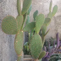 تعویض گل