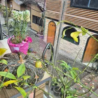 نیروی قلیون زن کافه|استخدام خدمات فروشگاه و رستوران|تنکابن, |دیوار