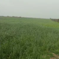 زمین-کشاورزی-تجاری-سوسنگرد