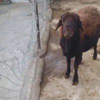 باسلام قوچ نژاددارجنس قره قزل|حیوانات مزرعه|زرین دشت (همدان), |دیوار