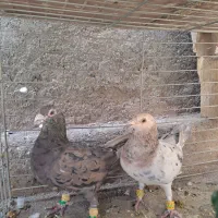 کبوتر سرور