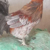 مرغ و خروس