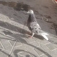 کبوتر خال کرم سرور و سرور زرد|پرنده|صفادشت, |دیوار