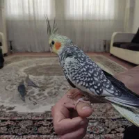 عروس هلندی|پرنده|شاهدشهر, |دیوار