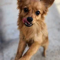 سگ پامر روباهی