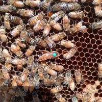 بهترین ملکه