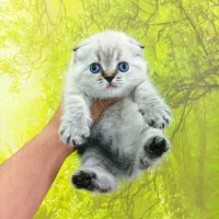 بچه گربه اسکاتیش بریتیش